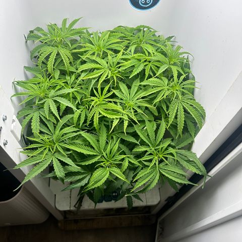 Mango stick  growlog timeline photo