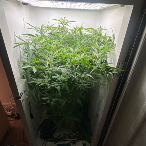 Mango stick  growlog timeline photo