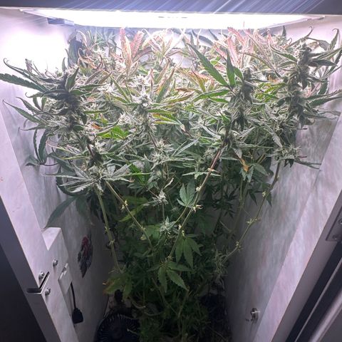 Mango stick  growlog timeline photo