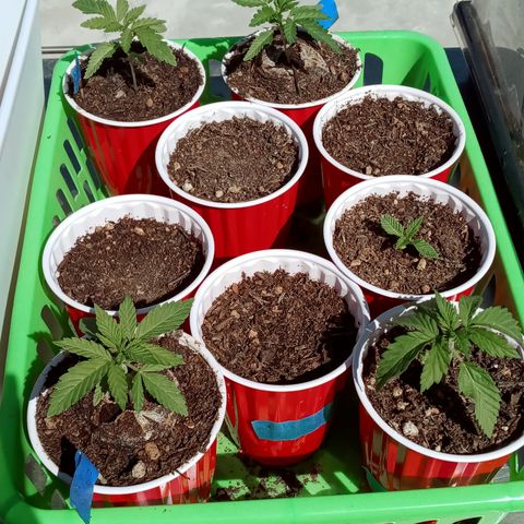 Harlequin - Original Harvest Seeds growlog timeline photo