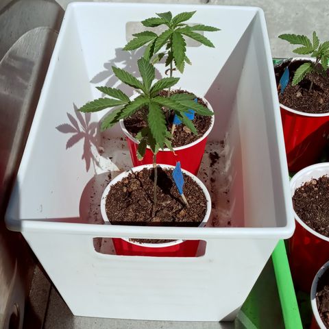 Harlequin - Original Harvest Seeds growlog timeline photo