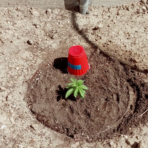 Harlequin - Original Harvest Seeds growlog photo: FL 1 Harlequin