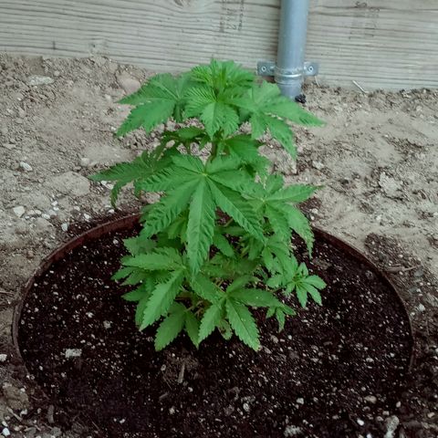 Harlequin - Original Harvest Seeds growlog photo: Bounced back from low magnesium