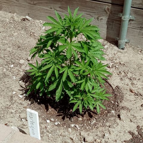 Harlequin - Original Harvest Seeds growlog timeline photo