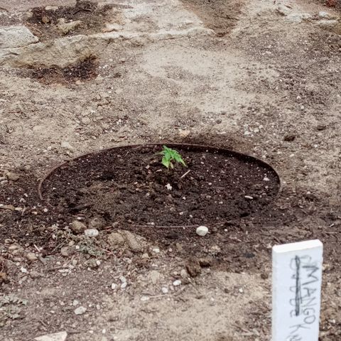 Harlequin - Original Harvest Seeds growlog timeline photo