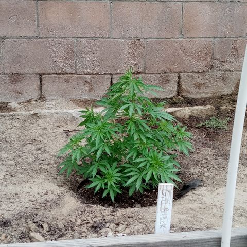 Harlequin - Original Harvest Seeds growlog timeline photo