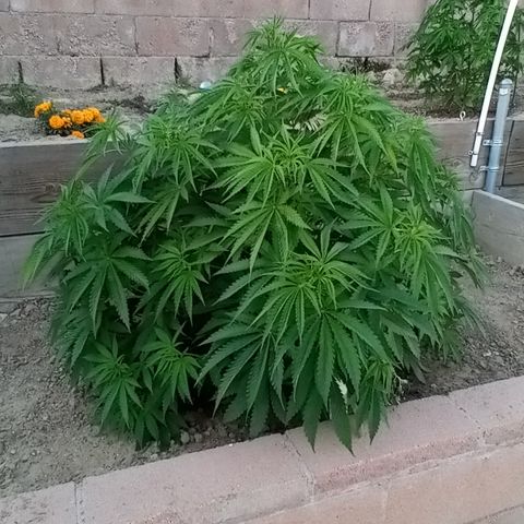 Harlequin - Original Harvest Seeds growlog photo: Retuned home from Arkansas property