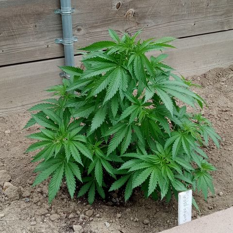 Harlequin - Original Harvest Seeds growlog timeline photo