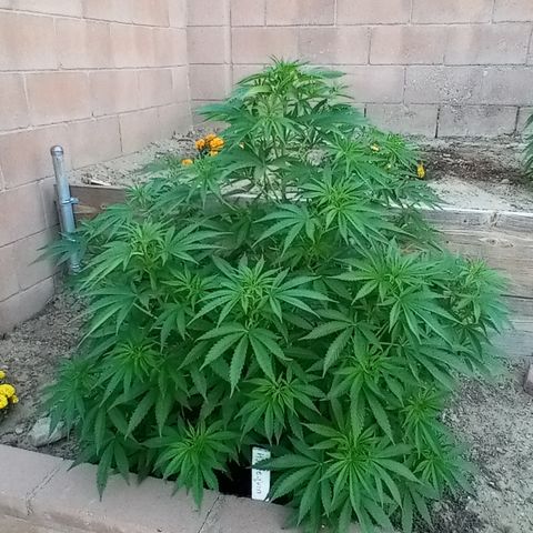 Harlequin - Original Harvest Seeds growlog photo: Retuned home from Arkansas property