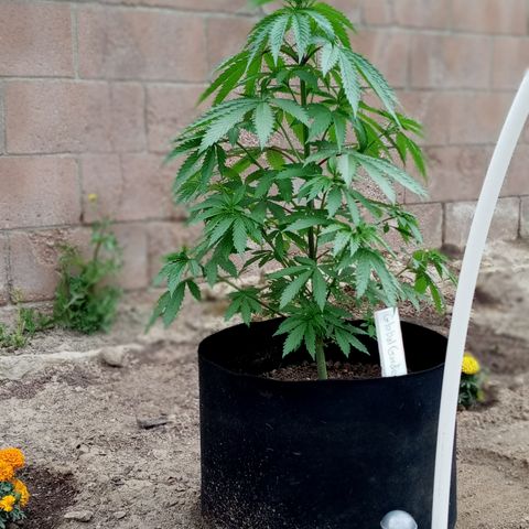 Harlequin - Original Harvest Seeds growlog timeline photo