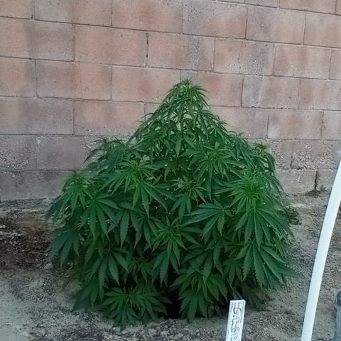 Harlequin - Original Harvest Seeds growlog photo: Retuned home from Arkansas property