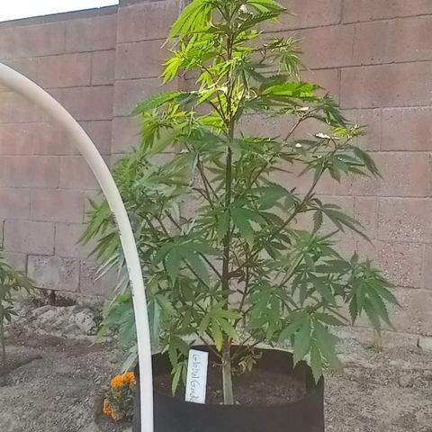 Harlequin - Original Harvest Seeds growlog photo: Retuned home from Arkansas property