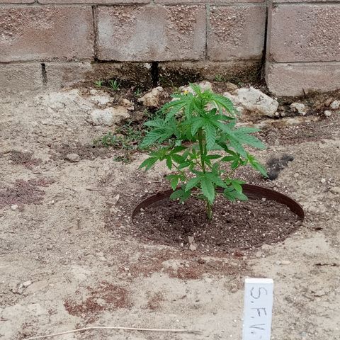 Harlequin - Original Harvest Seeds growlog timeline photo