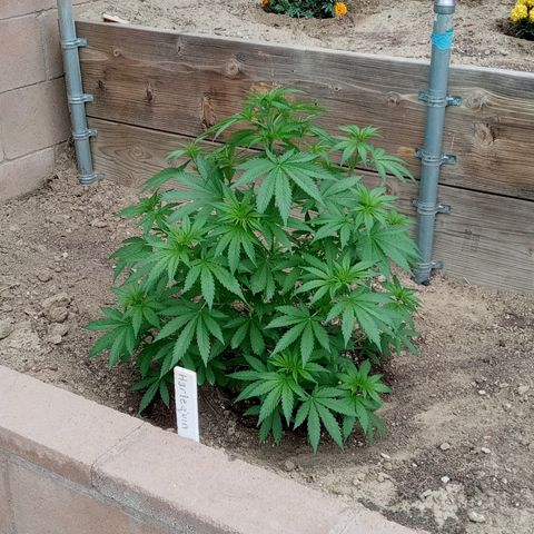 Harlequin - Original Harvest Seeds growlog timeline photo