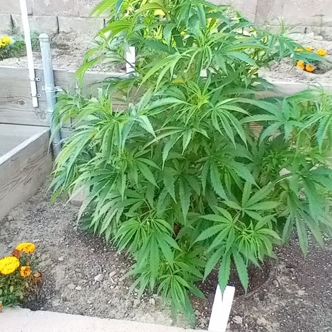 Harlequin - Original Harvest Seeds growlog photo: Retuned home from Arkansas property