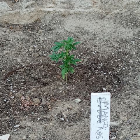 Harlequin - Original Harvest Seeds growlog photo: Retuned home from Arkansas property