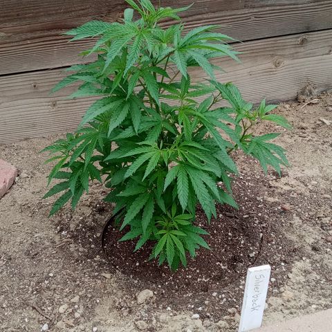 Harlequin - Original Harvest Seeds growlog timeline photo