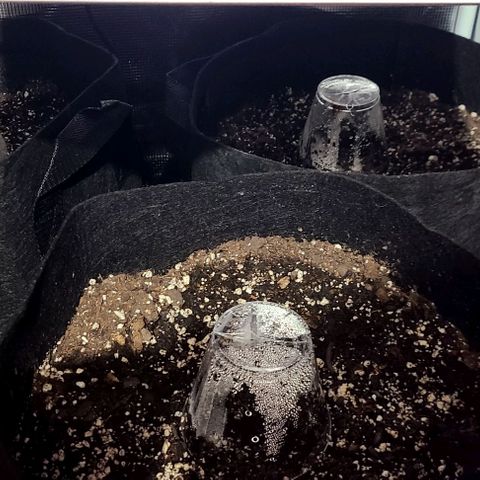 Northern Light growlog timeline photo