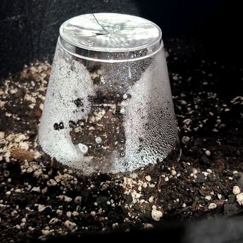 Northern Light growlog timeline photo