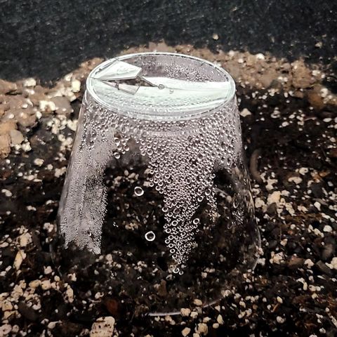 Northern Light growlog timeline photo