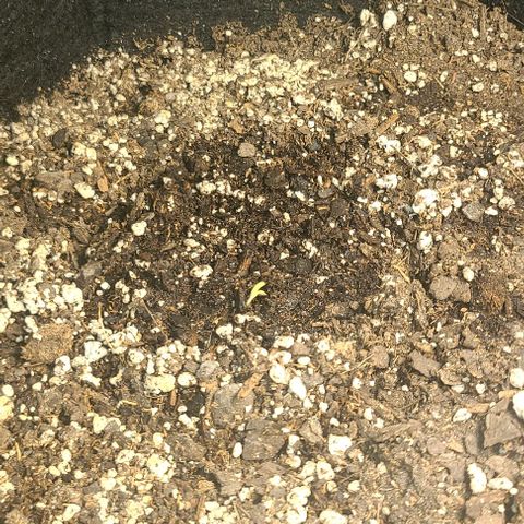 Northern Light growlog photo: NL #1 and #2 have sprouted. Waiting for #3