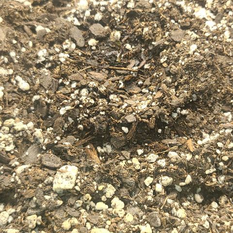 Northern Light growlog photo: NL #1 and #2 have sprouted. Waiting for #3