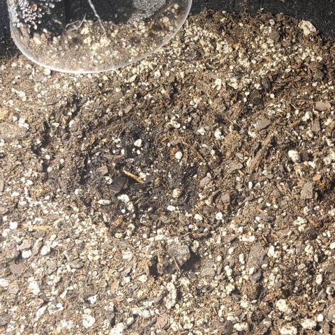 Northern Light growlog photo: NL #1 and #2 have sprouted. Waiting for #3