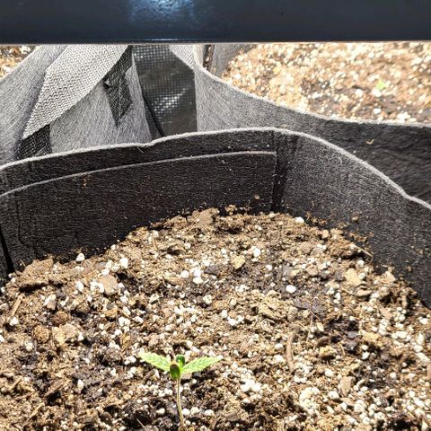 Northern Light growlog photo: Just watered them. 75 ml each. Now running 18/6 light time