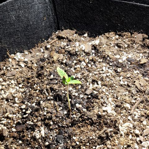 Northern Light growlog photo: Just watered them. 75 ml each. Now running 18/6 light time