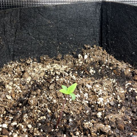 Northern Light growlog photo: Just watered them. 75 ml each. Now running 18/6 light time