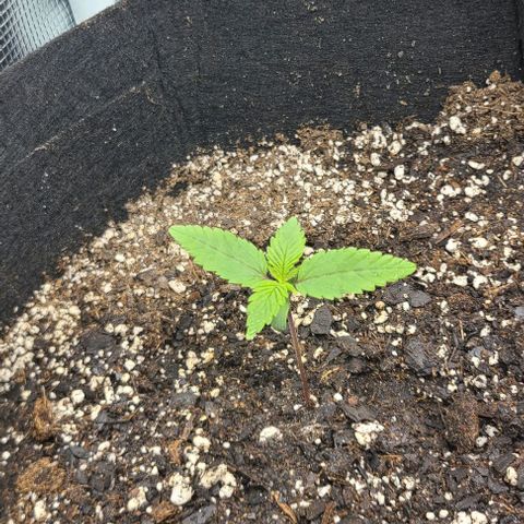 Northern Light growlog photo: Starting to yellow a bit. Will start giving Big Bloom and Grow Big nutes. At least teaspoon per cup.