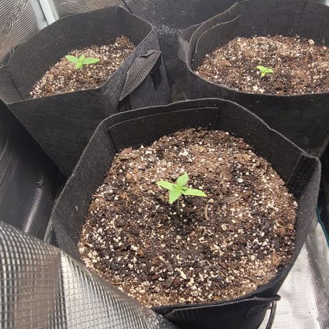Northern Light growlog photo: Starting to yellow a bit. Will start giving Big Bloom and Grow Big nutes. At least teaspoon per cup.