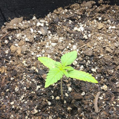 Northern Light growlog photo: Starting to yellow a bit. Will start giving Big Bloom and Grow Big nutes. At least teaspoon per cup.