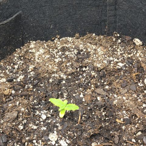 Northern Light growlog photo: Starting to yellow a bit. Will start giving Big Bloom and Grow Big nutes. At least teaspoon per cup.