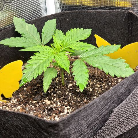 Northern Light growlog timeline photo