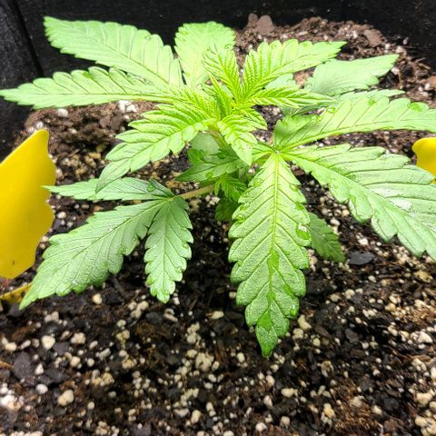 Northern Light growlog timeline photo