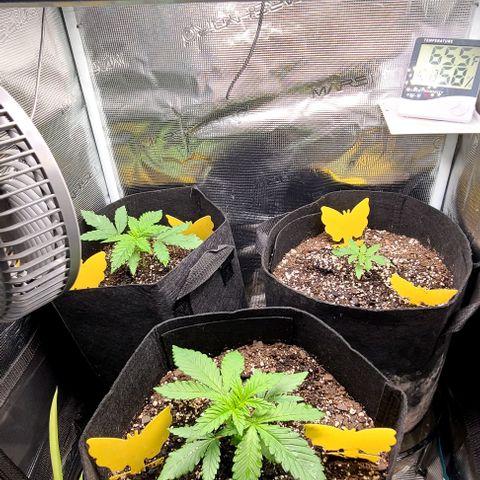 Northern Light growlog timeline photo