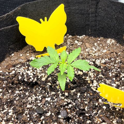Northern Light growlog timeline photo