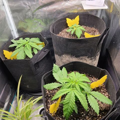Northern Light growlog timeline photo