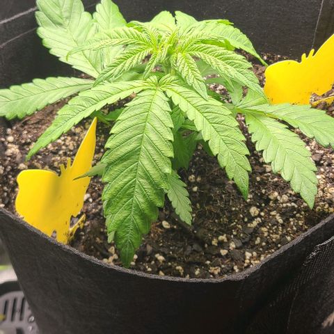 Northern Light growlog timeline photo