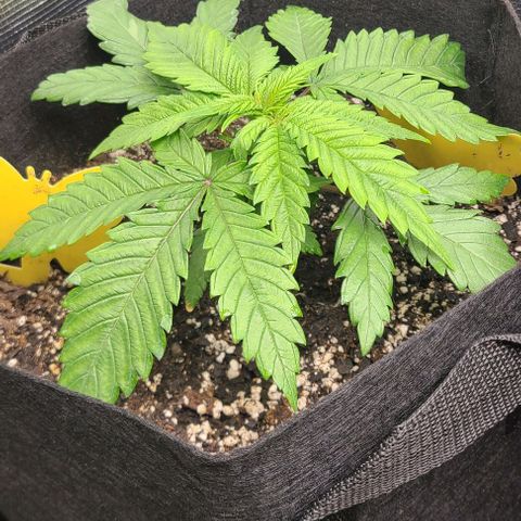 Northern Light growlog timeline photo