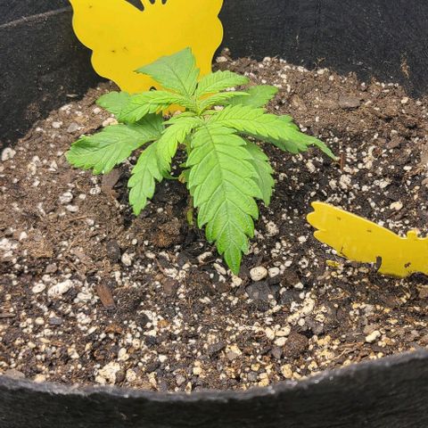 Northern Light growlog timeline photo