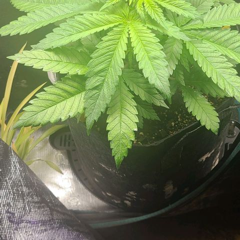 Northern Light growlog timeline photo