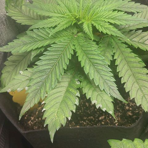 Northern Light growlog timeline photo