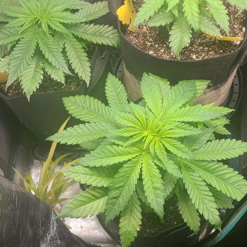 Northern Light growlog timeline photo