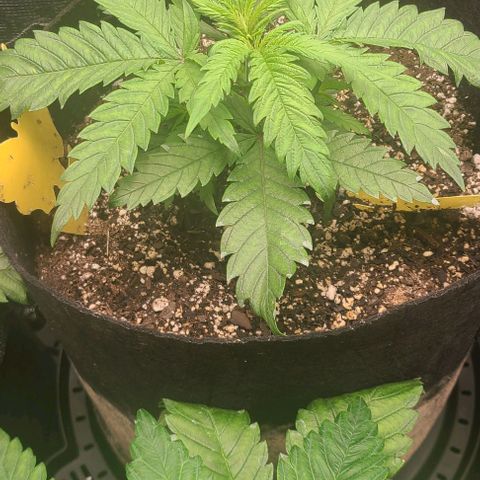 Northern Light growlog timeline photo