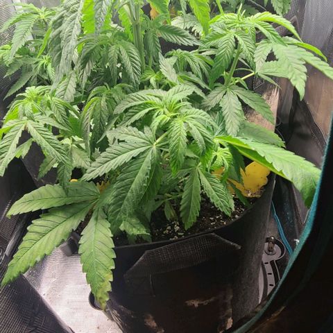 Northern Light growlog timeline photo