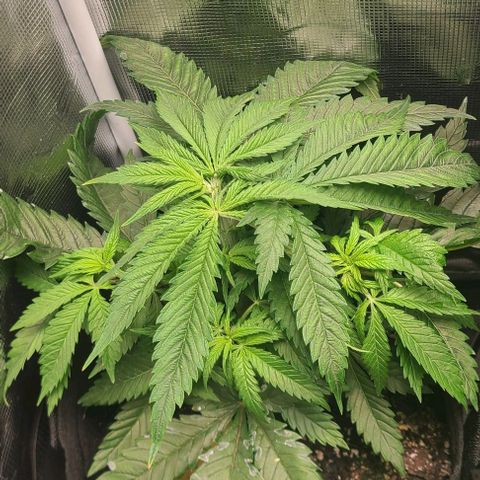 Northern Light growlog timeline photo
