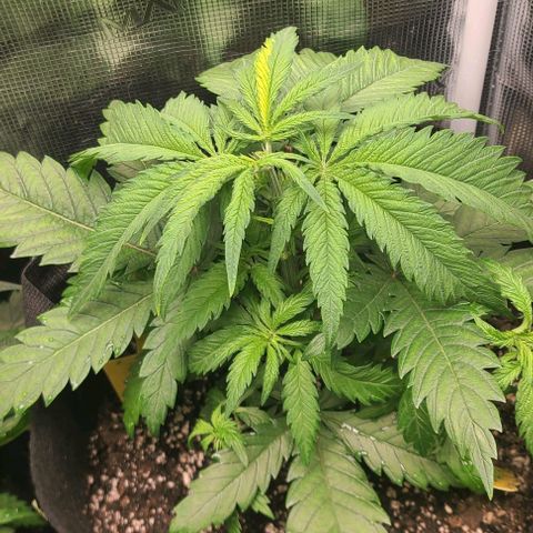 Northern Light growlog timeline photo