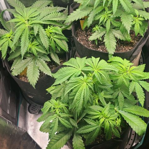 Northern Light growlog timeline photo